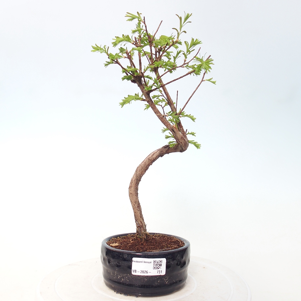 Kültéri bonsai - Metasequoia glyptostroboides - Kínai metasequoia