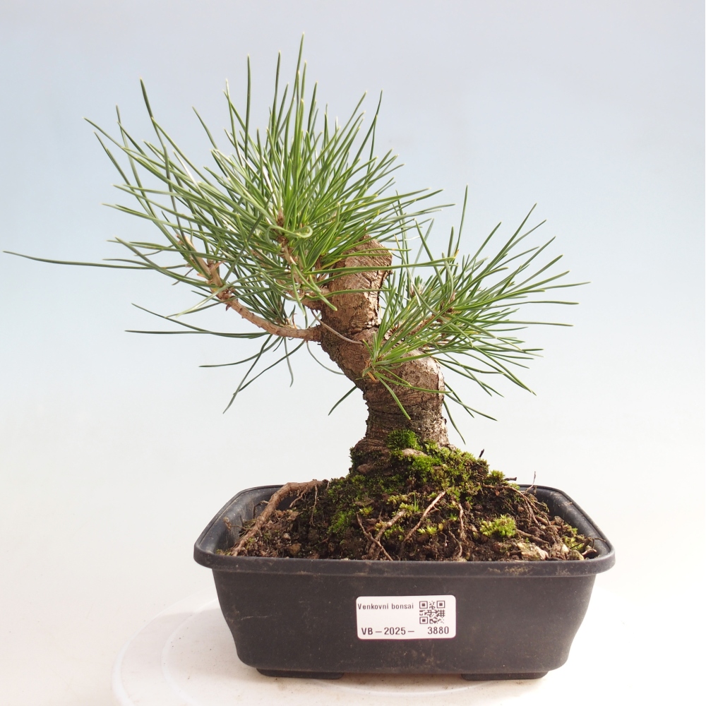 Kültéri bonsai - Pinus thunbergii - Thunberg fenyő