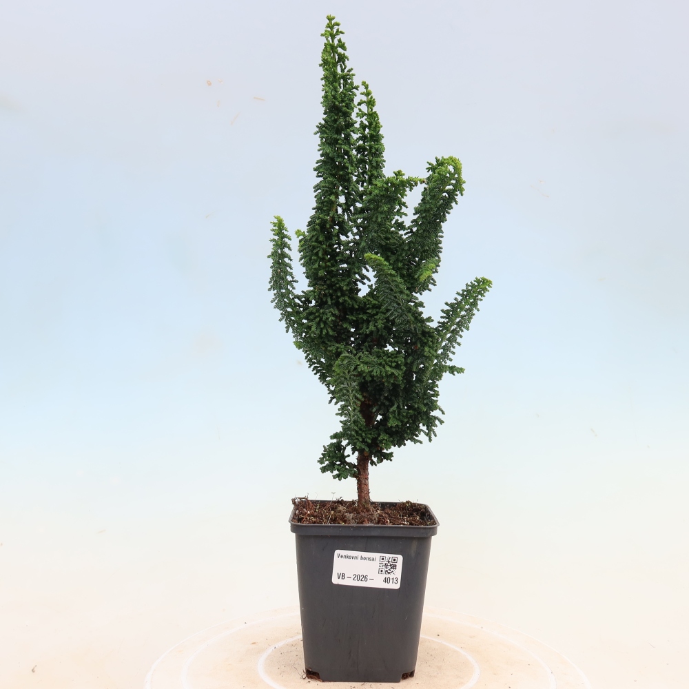 Kültéri bonsai - Cham. obtusa SEKKA HINOKI - Cifra ciprus