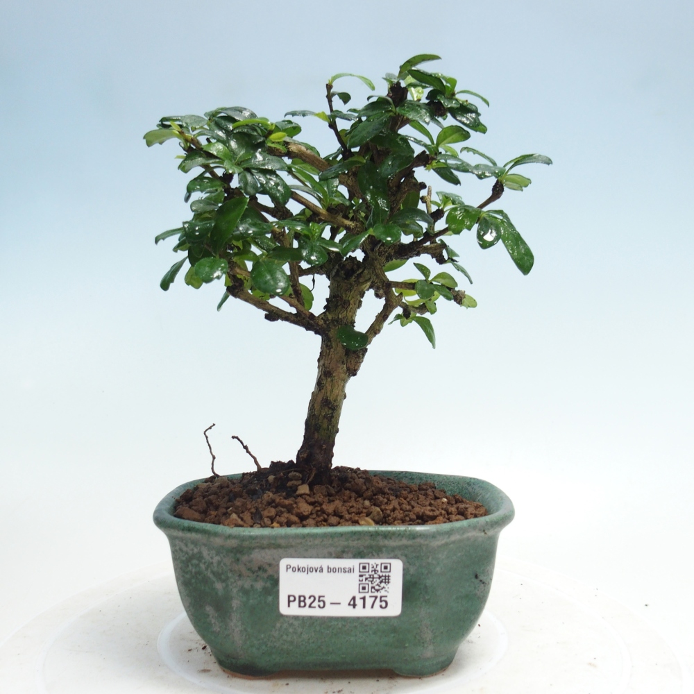 Szobai bonsai - Carmona macrophylla - Tea fuki