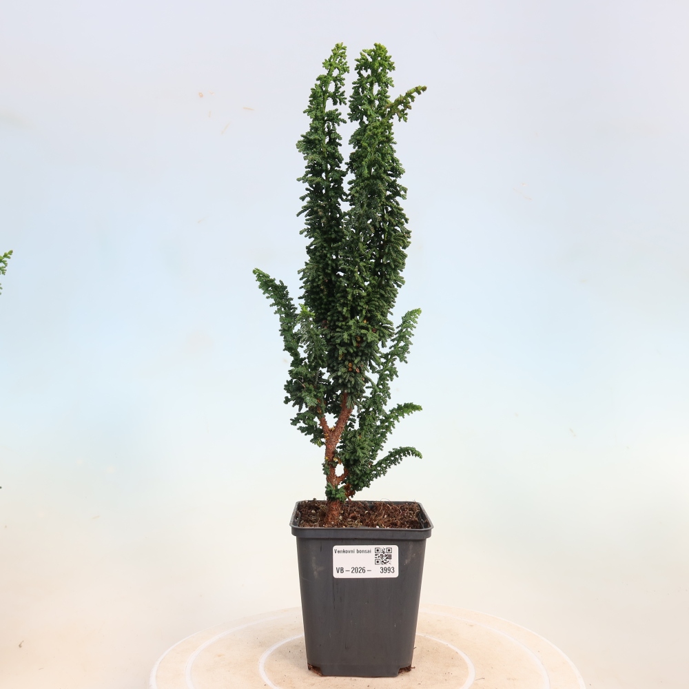 Kültéri bonsai - Cham. obtusa SEKKA HINOKI - Cifra ciprus