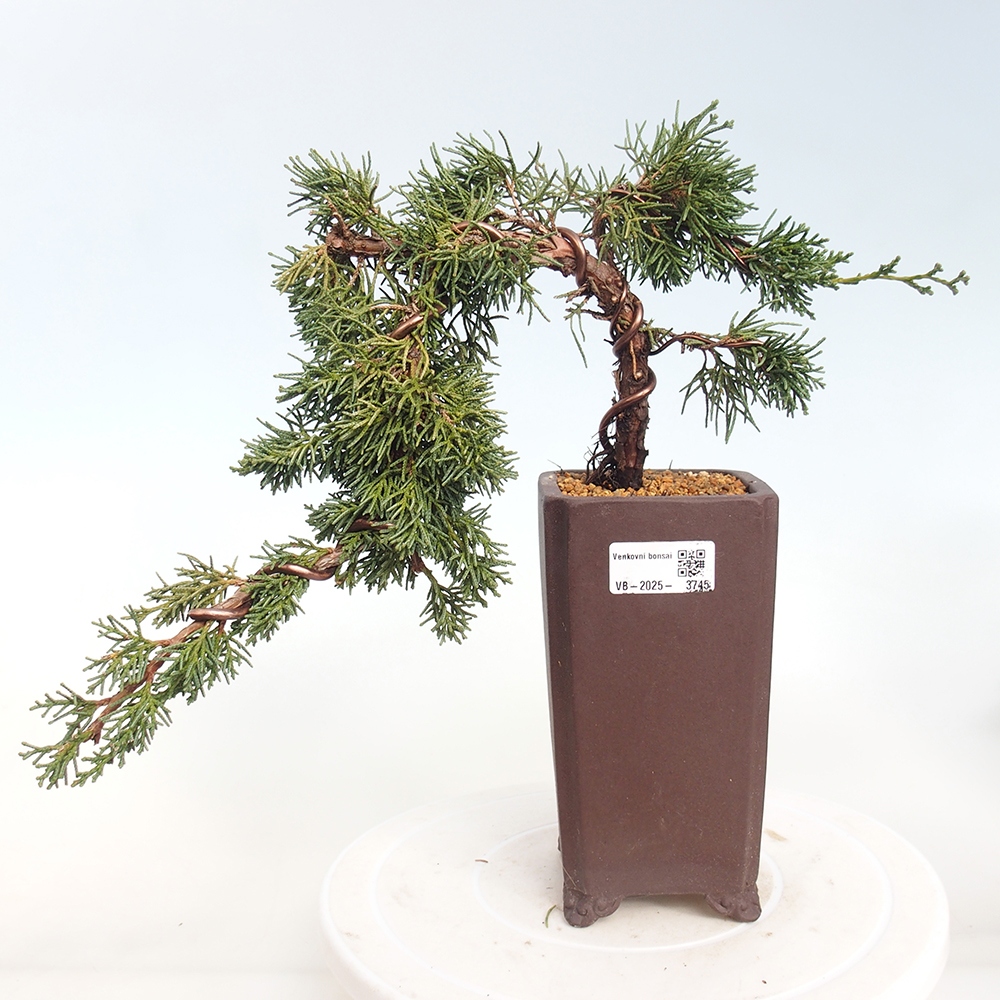 Kültéri bonsai - Juniperus chinensis Kishu