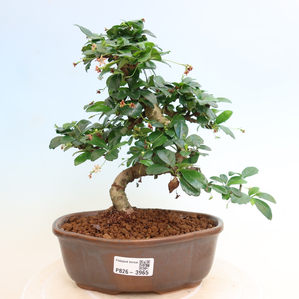 Szobai bonsai - Carmona macrophylla - Tea fuki