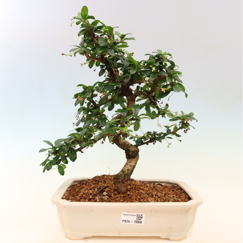 Szobai bonsai - Carmona macrophylla - Tea fuki
