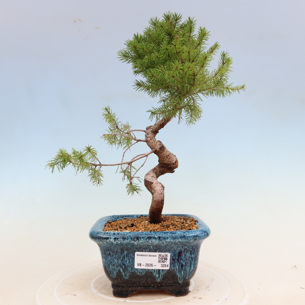 Kültéri bonsai - lucfenyő - Picea glauca globe