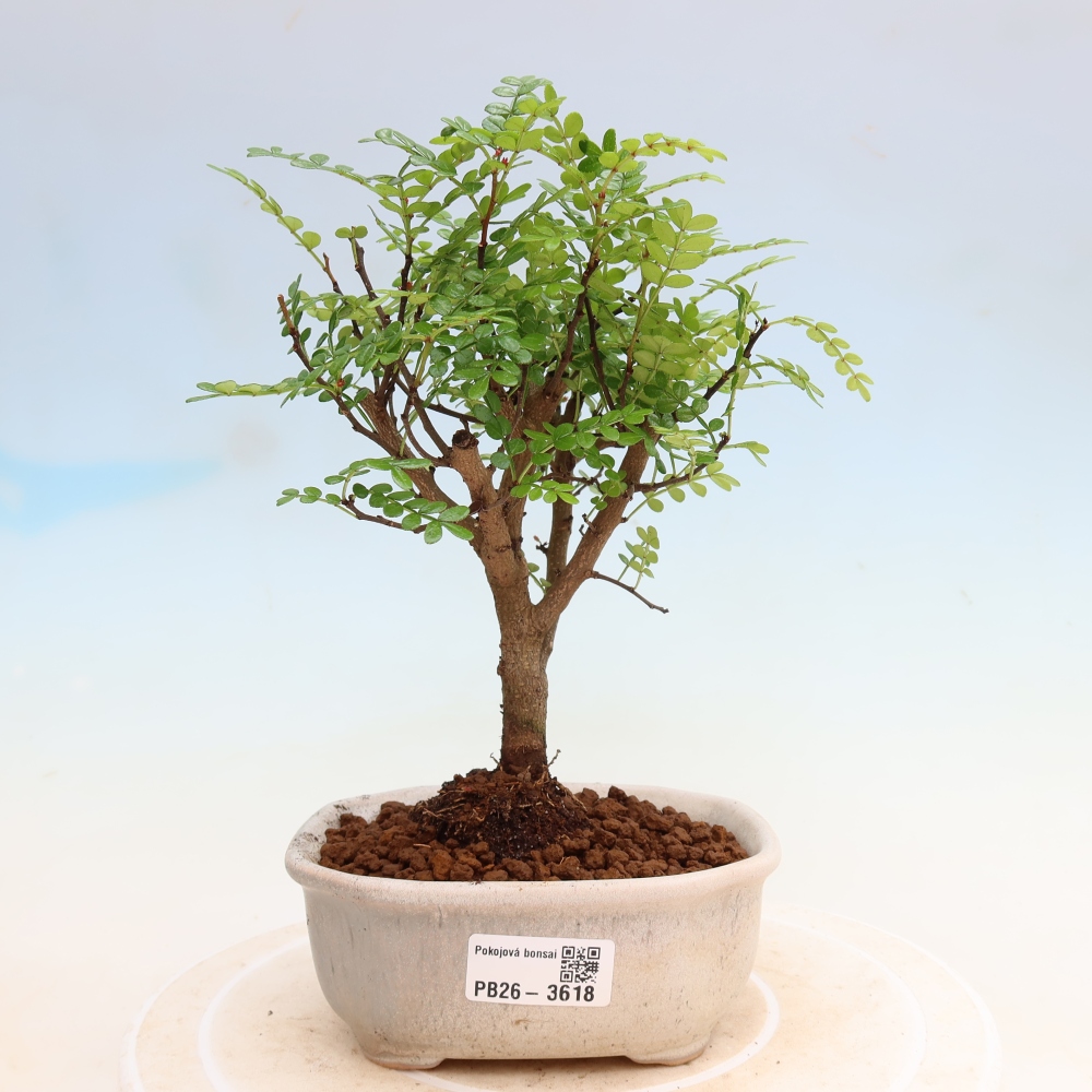 Szobai bonsai - Zantoxylum piperitum - borsfa