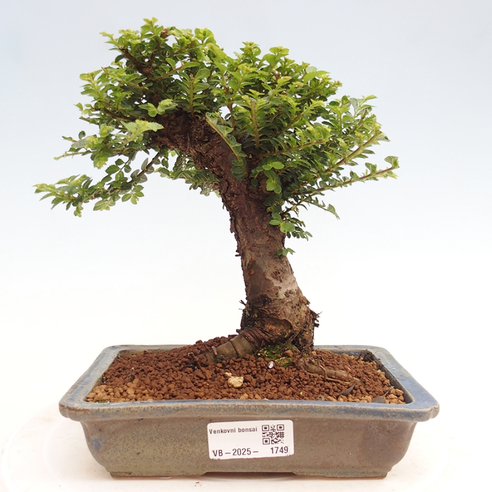 Kültéri bonsai - Ulmus parvifolia Hokkaido - Kínai szil - Ulmus parvifolia Hokkaido