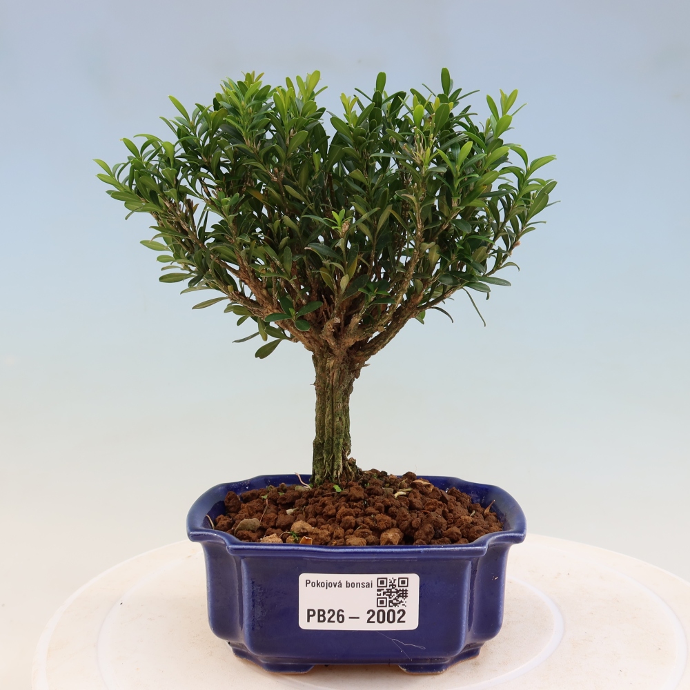 Szobai bonsai - Buxus harlandii - parafa buxus