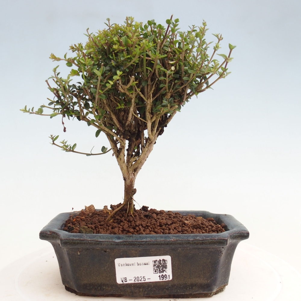 Kültéri bonsai-Lonicera nitida Twiggy - mézvirág