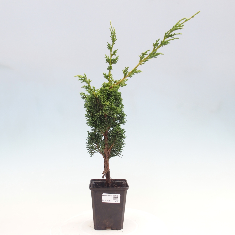 Kültéri bonsai - Juniperus chinensis Kishu