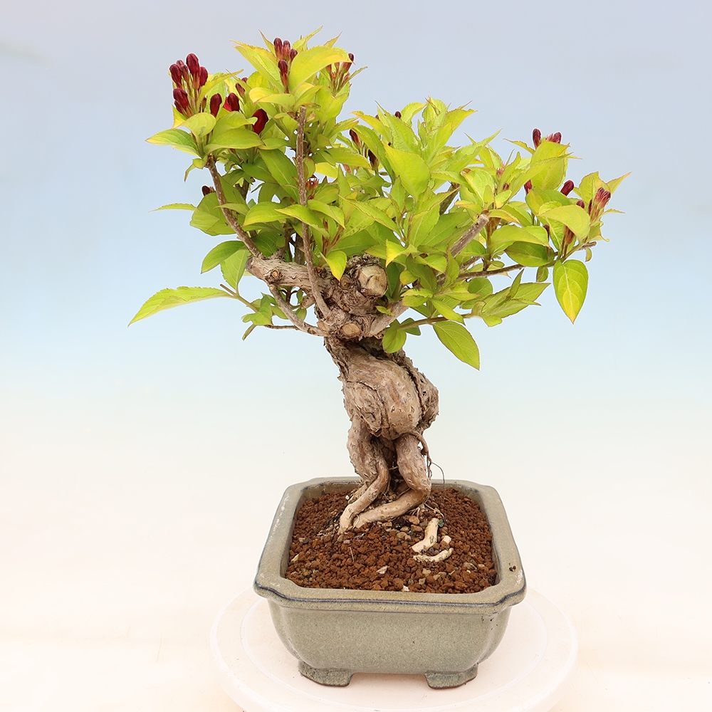 Kültéri bonsai – Weigela subsessilis – Koreai vajgélia