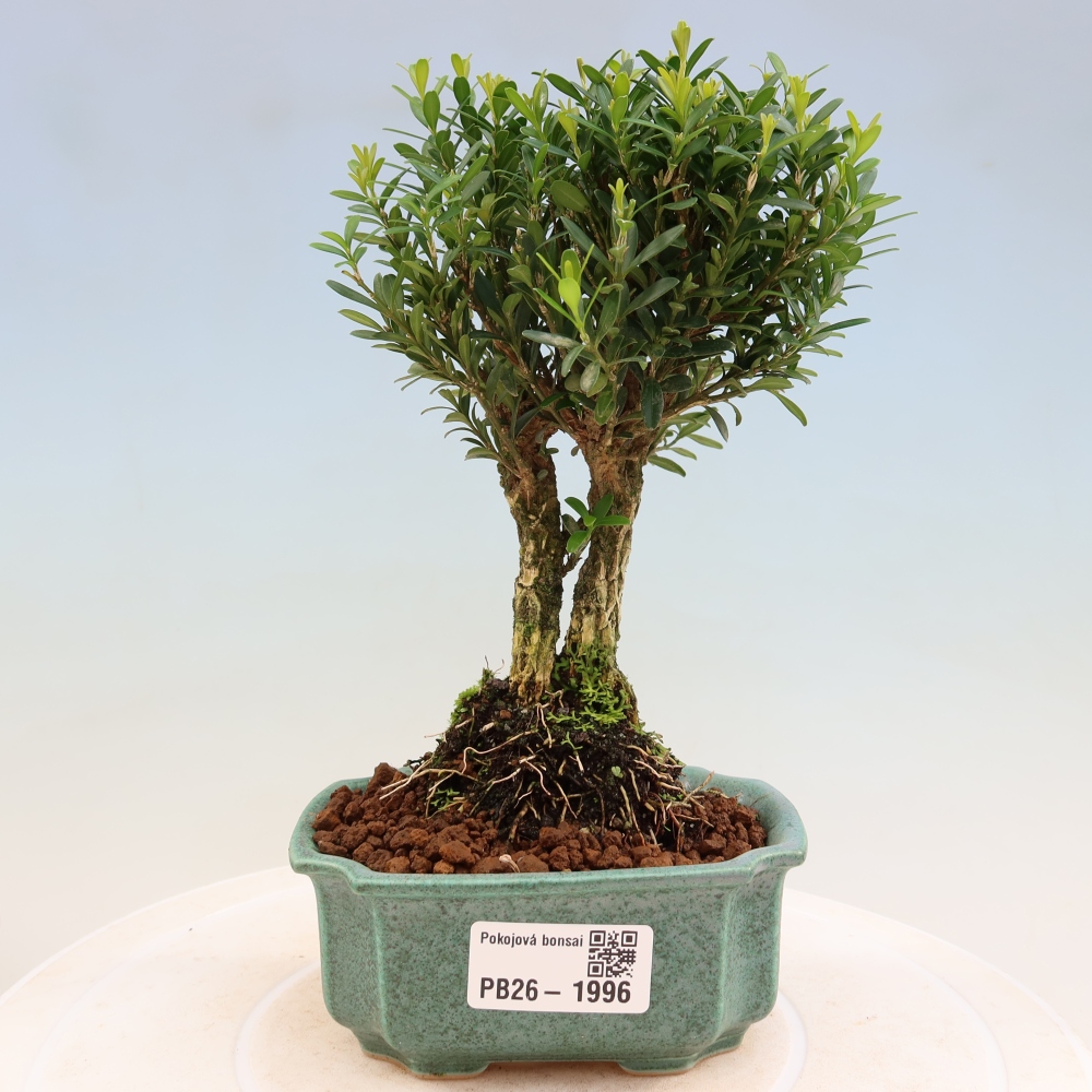 Szobai bonsai - Buxus harlandii - parafa buxus
