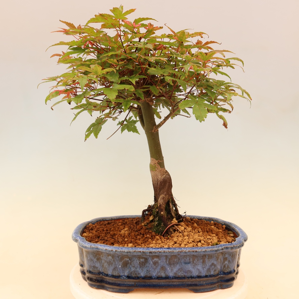 Juhar - Acer palmatum Beni Tsukasa