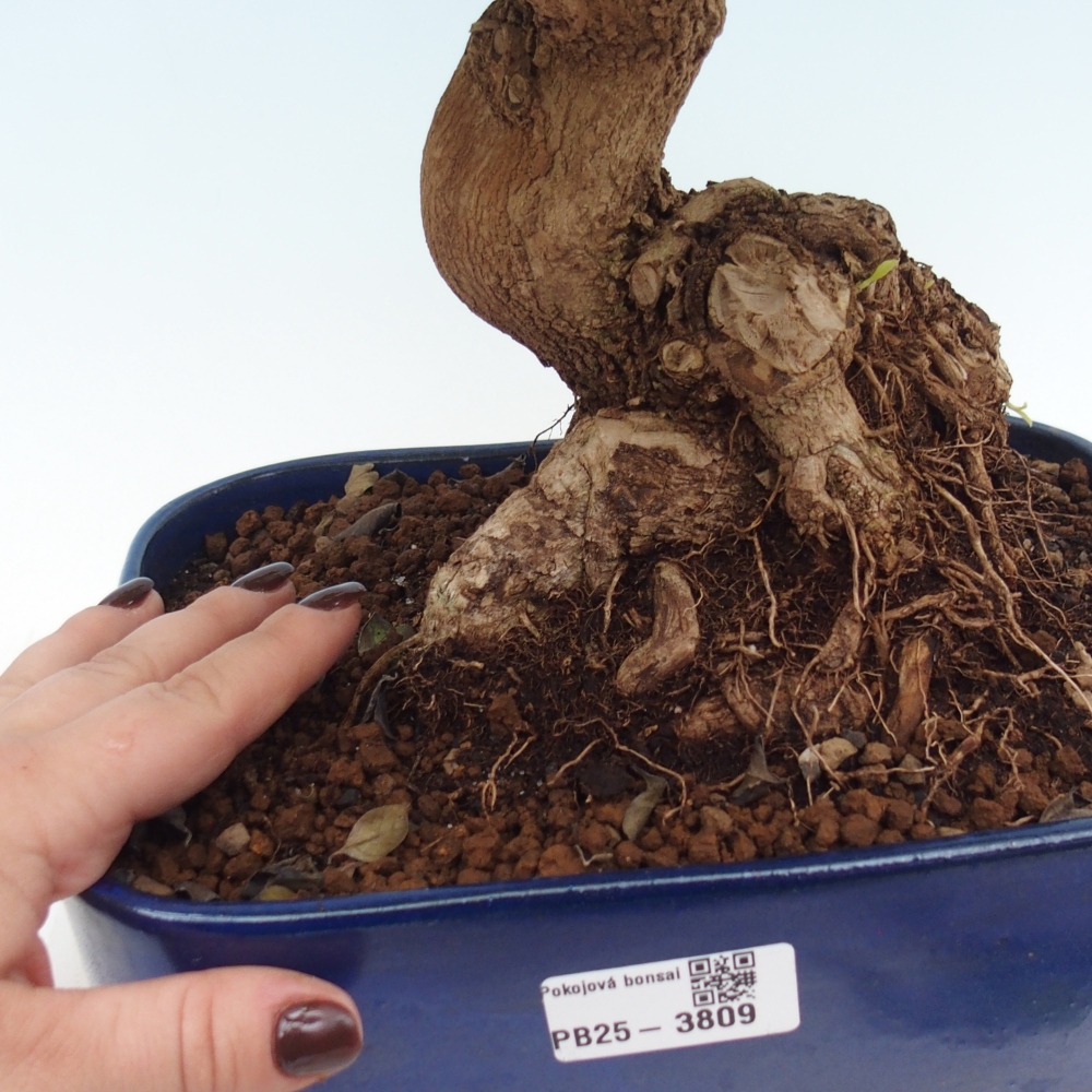 Szobai bonsai - Duranta erecta Aurea