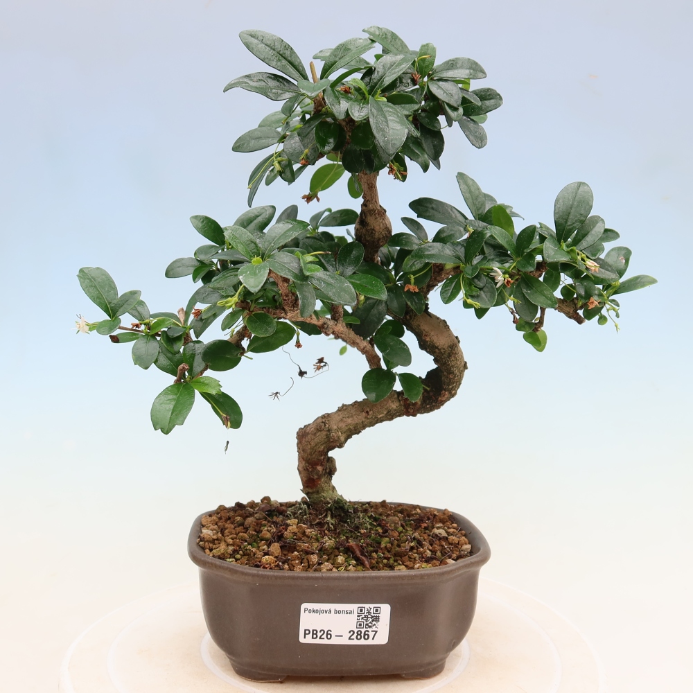 Szobai bonsai - Carmona macrophylla - Tea fuki