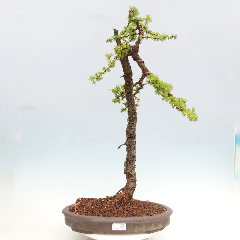 Kültéri bonsai -Larix decidua - vörösfenyő - Csak raklapon szállítható
