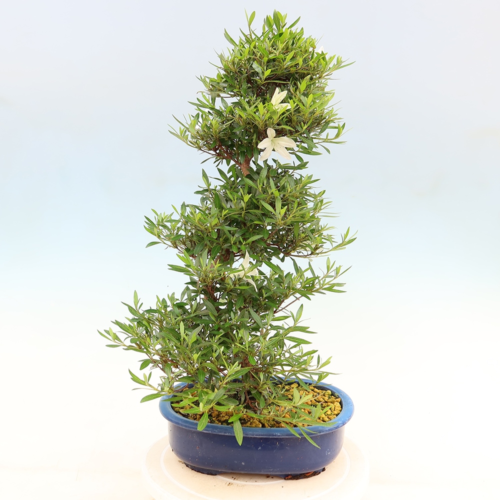 Kültéri bonsai - Japán azálea - Azalea Hakurin