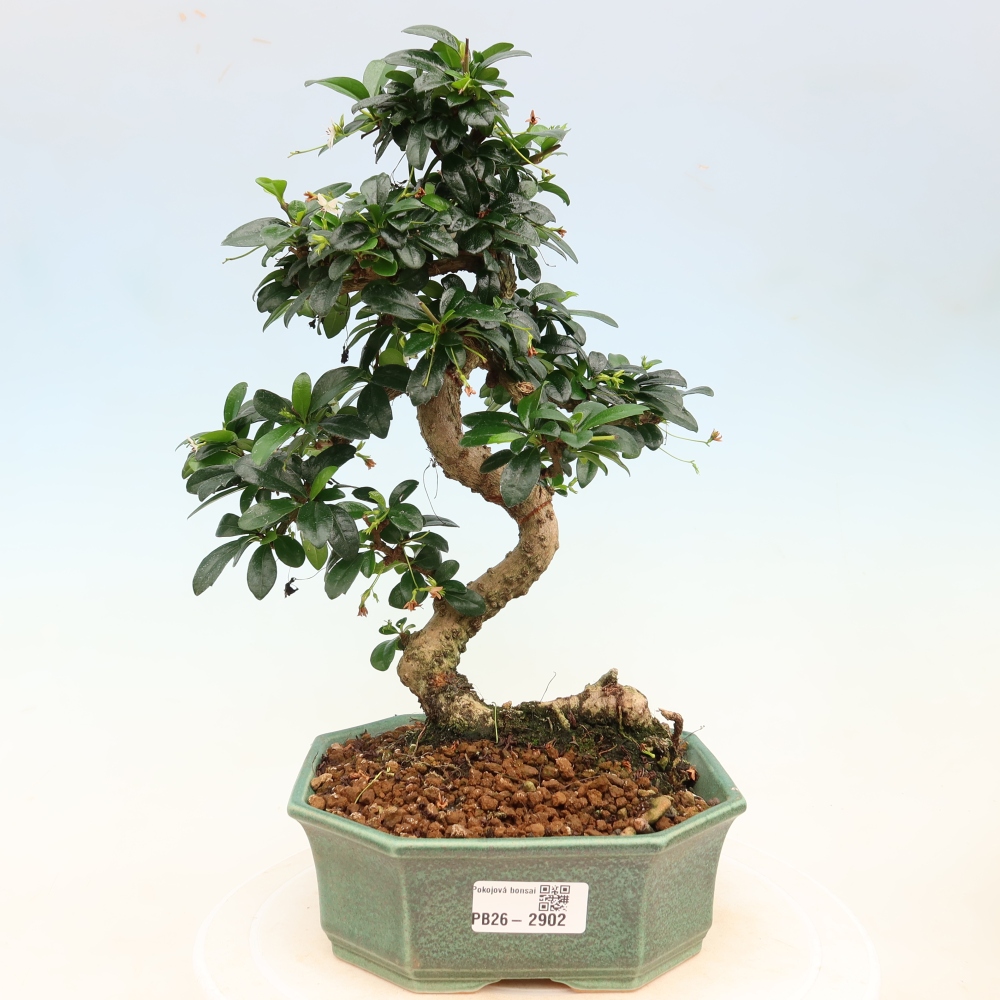 Szobai bonsai - Carmona macrophylla - Tea fuki