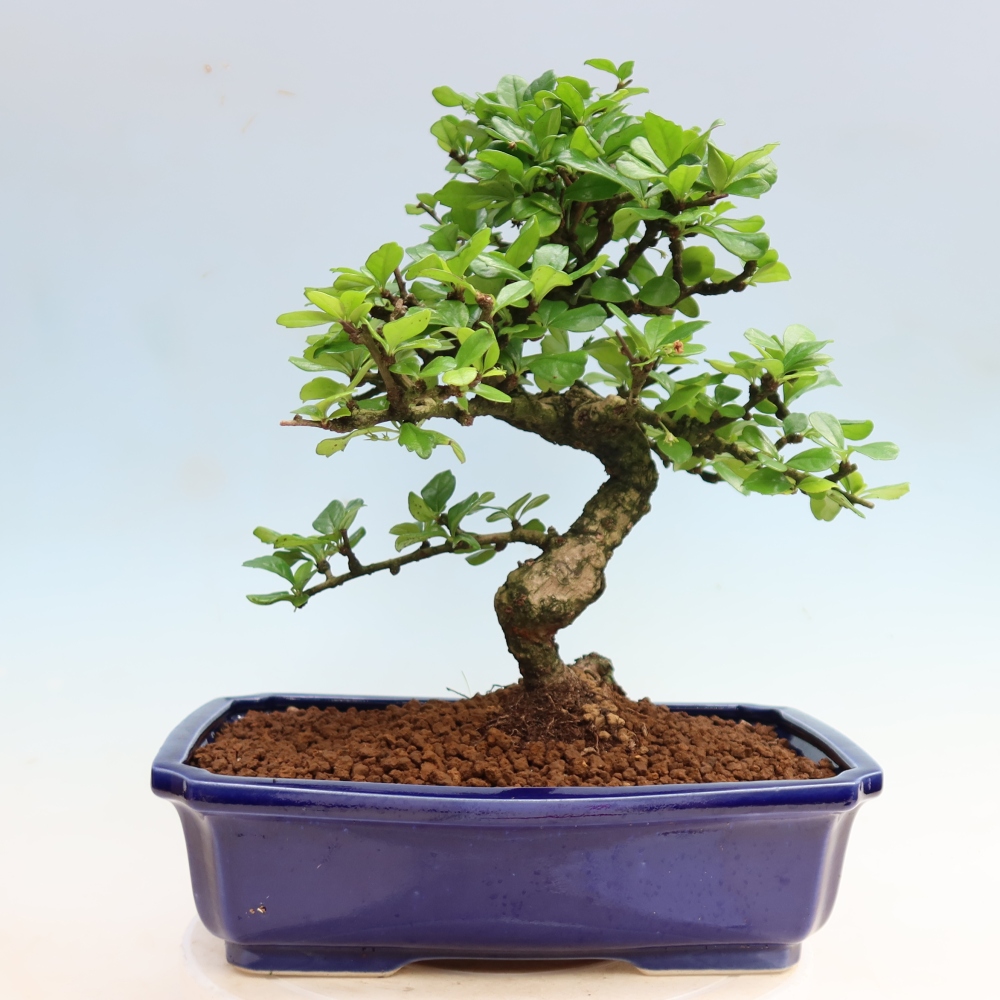 Szobai bonsai - Carmona macrophylla - Tea fuki