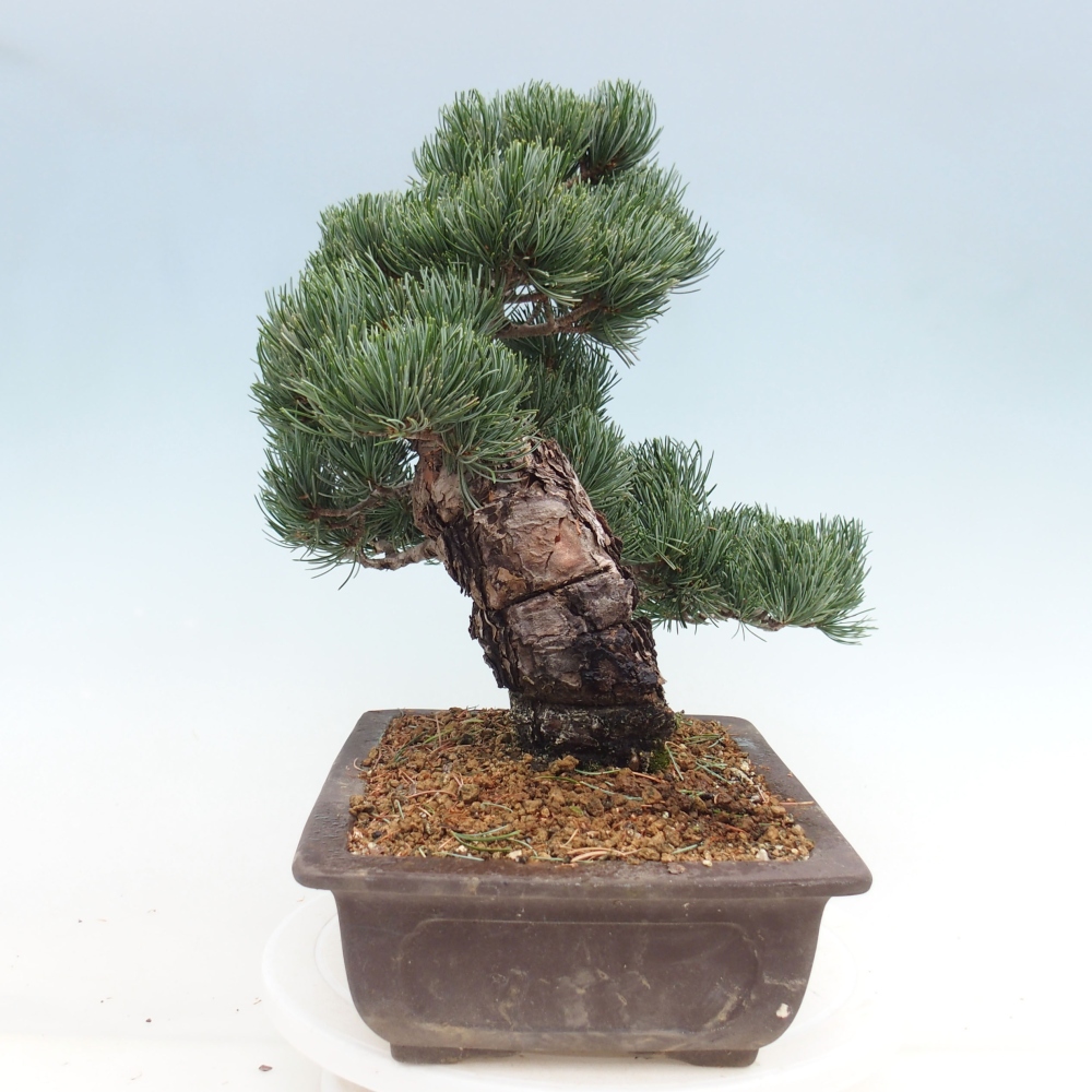 Kültéri bonsai - Pinus parviflora - Pinus parviflora