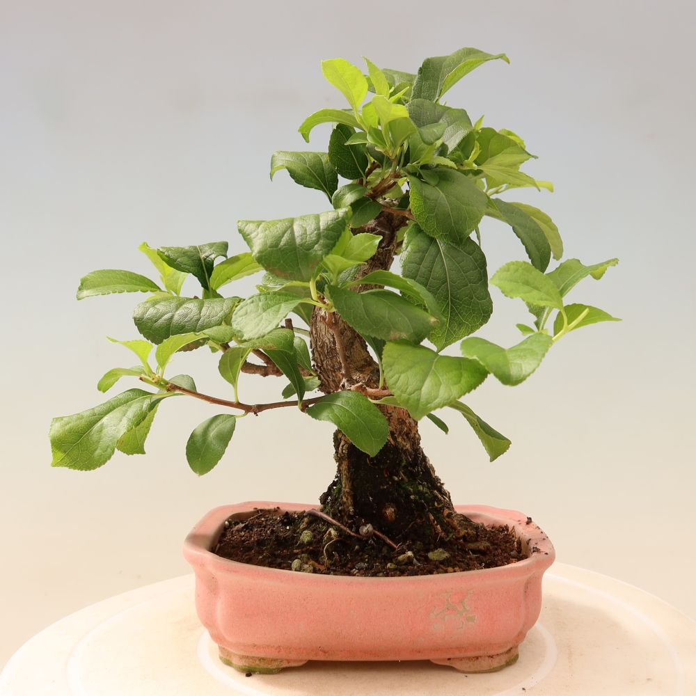 Kültéri bonsai - Celastrus orbiculatus