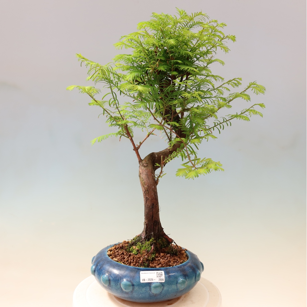 Kültéri bonsai - Metasequoia glyptostroboides - Kínai metasequoia