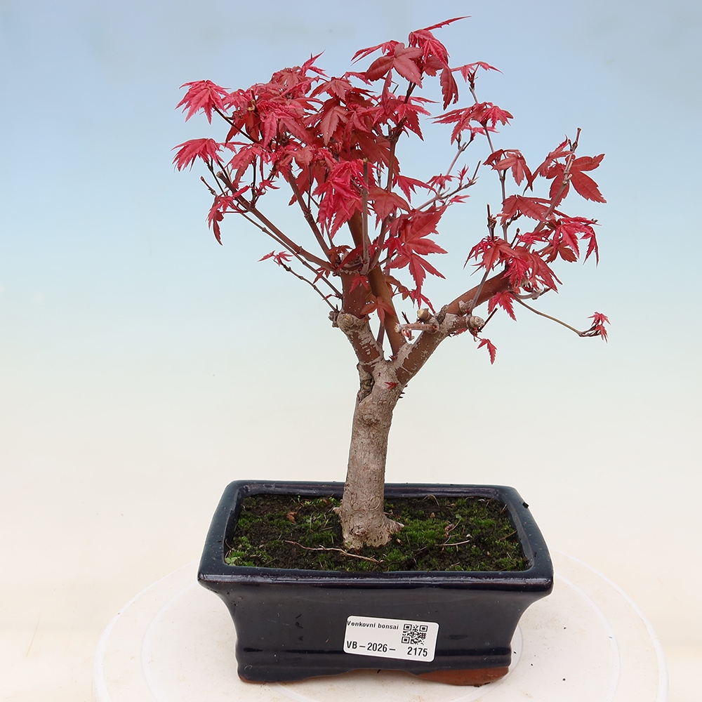 Kültéri bonsai - Acer palmatum DESHOJO