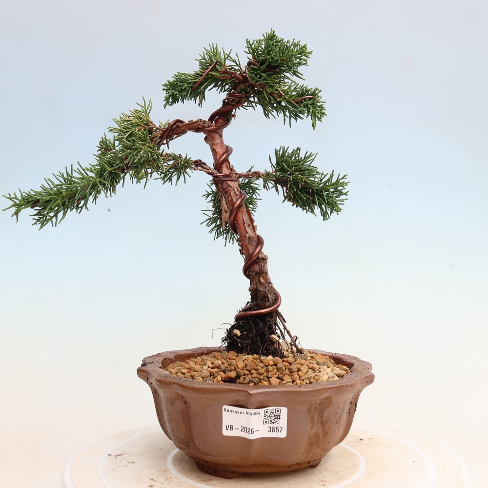 Kültéri bonsai - Juniperus chinensis Kishu