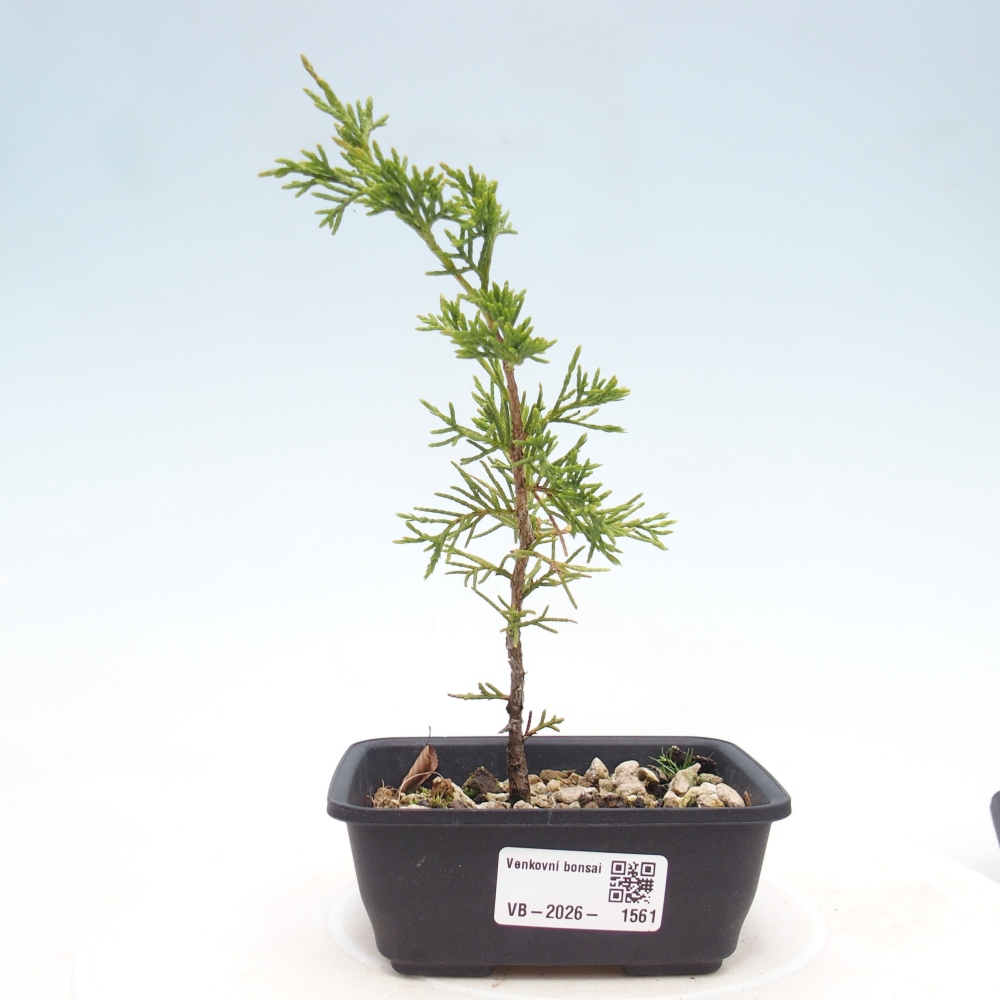 Kültéri bonsai - Juniperus chinensis Itoigawa