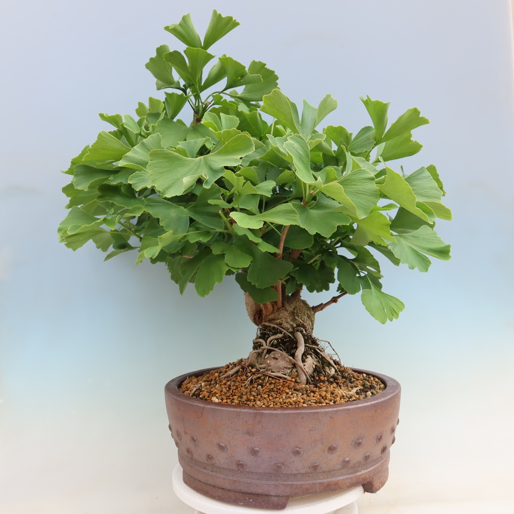Kültéri bonsai - Ginkgo biloba - Ginkgo biloba