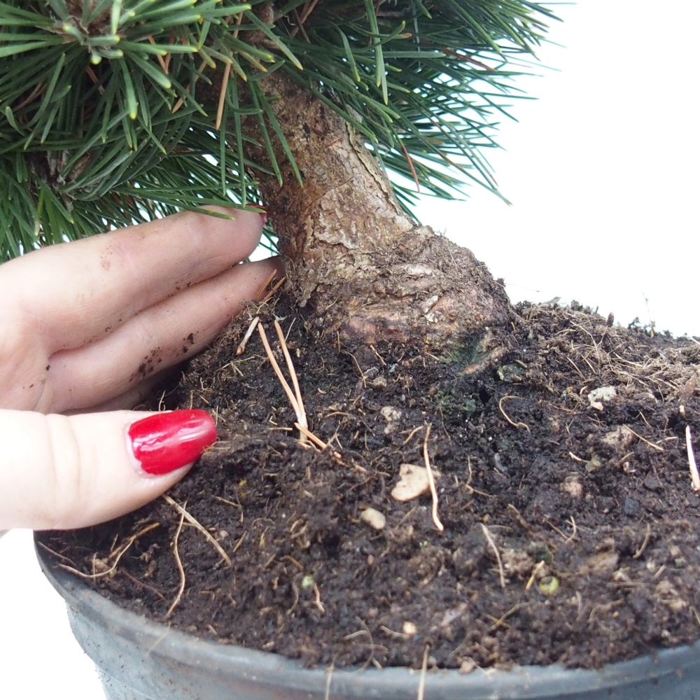 Kültéri bonsai - Pinus thunbergii senjyumaru - Thunberg fenyő