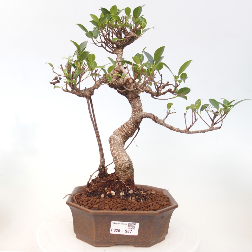 Szobai bonsai - Ficus retusa - kislevelű fikusz