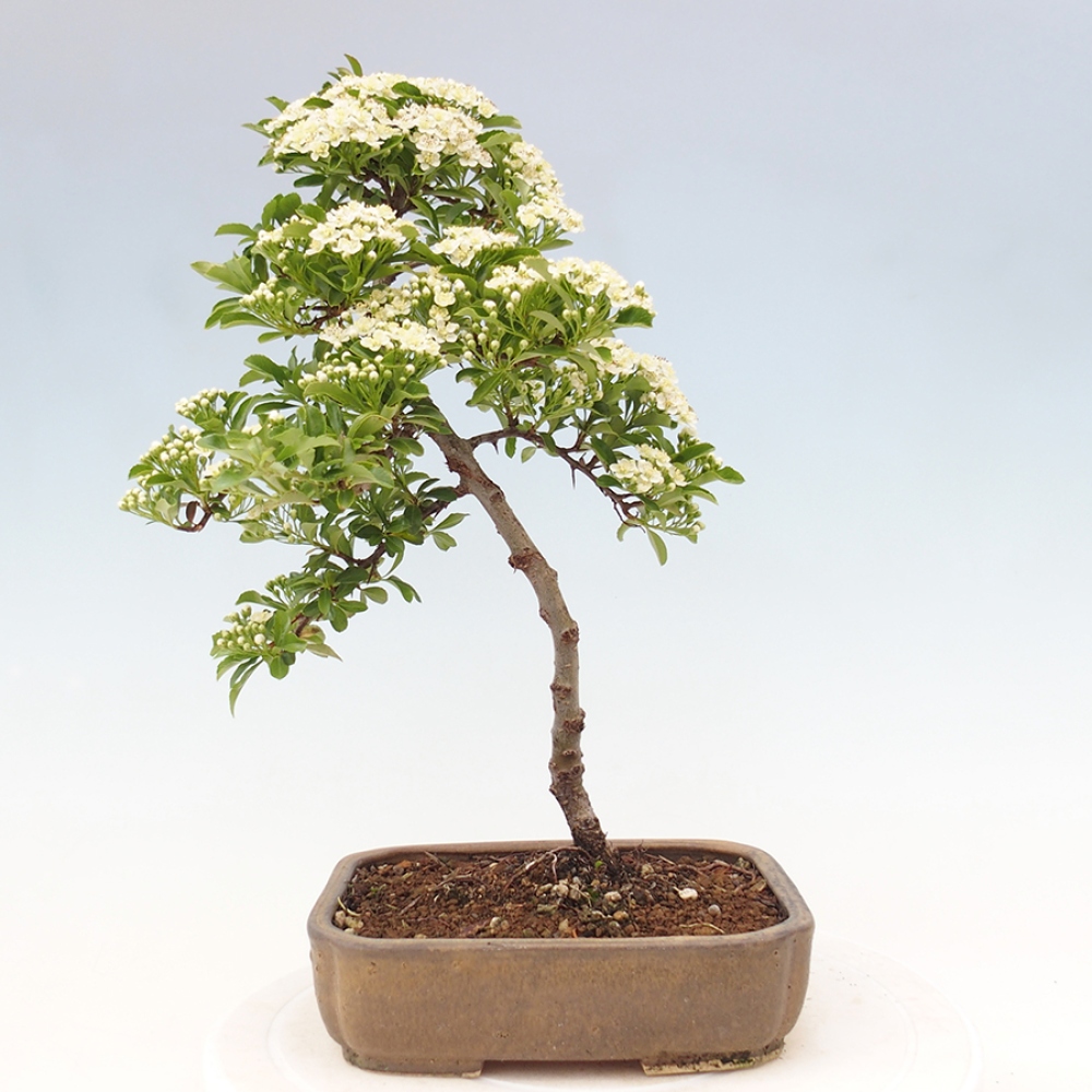 Kültéri bonsai-Pyracantha Teton - Hlox
