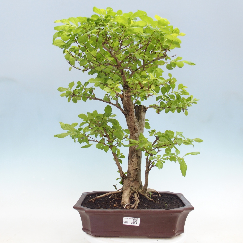 Szobai bonsai - Duranta erecta Aurea