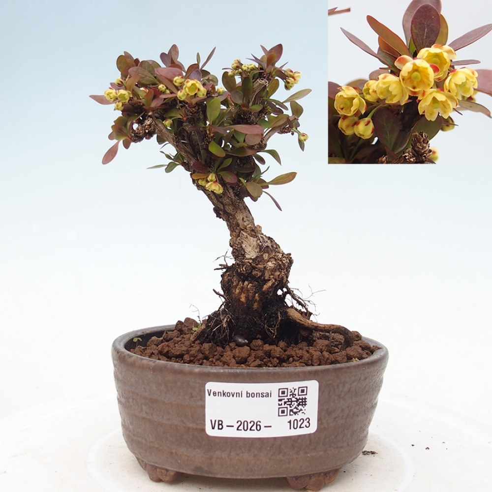 Kültéri bonsai - Berberis Thunbergii Bagatelle