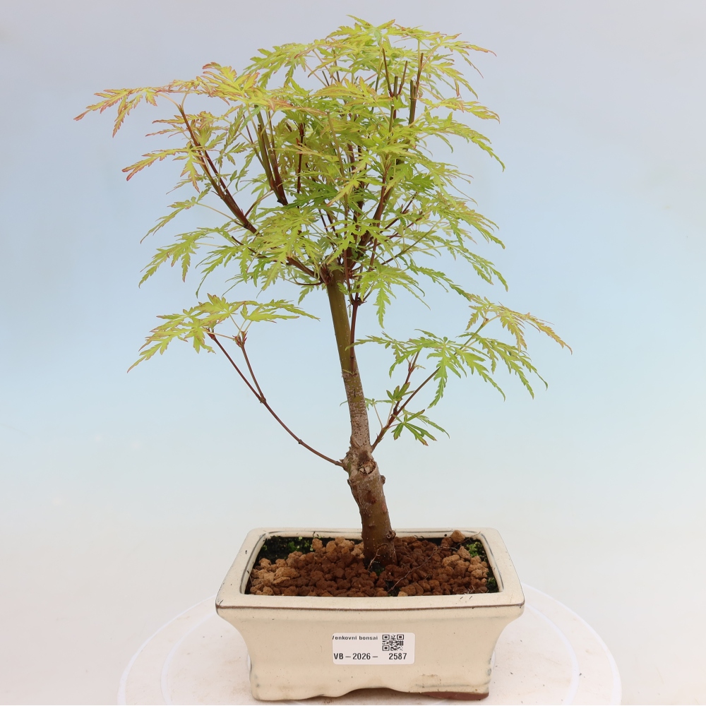 Kültéri bonsai - Acer palmatum Dissectum