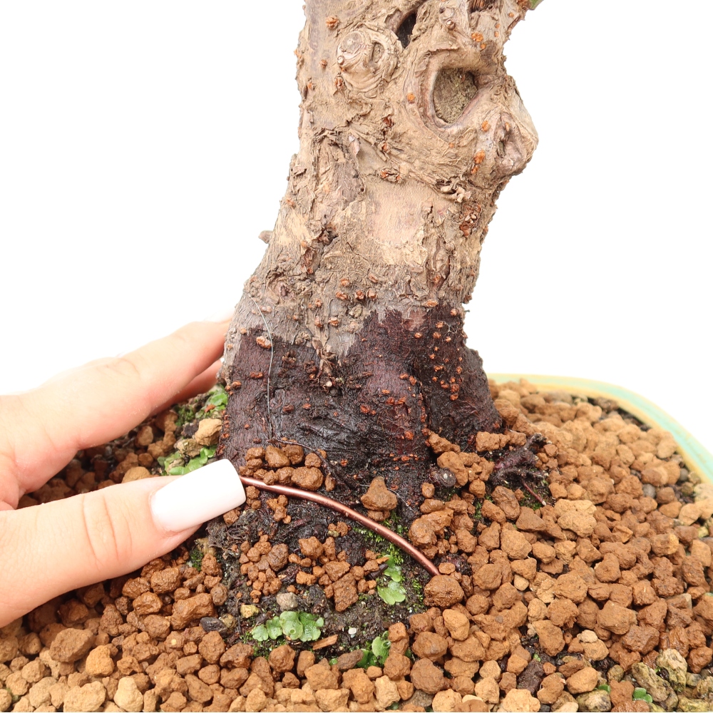 Kültéri bonsai – Japán barack – Prunus Mume