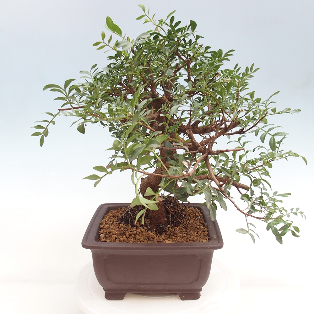 Szoba bonsai - Pisztácia