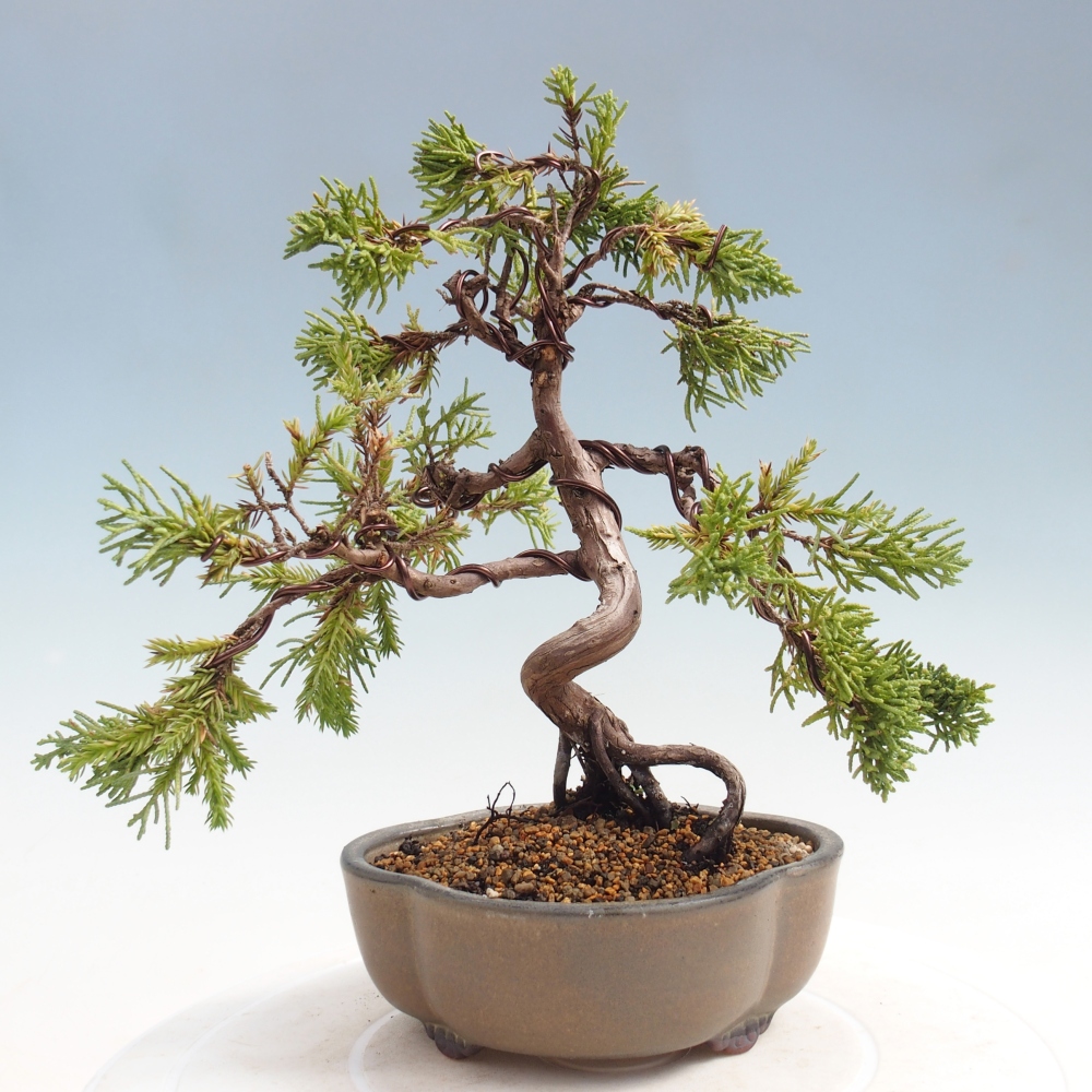 Kültéri bonsai - Juniperus chinensis Kishu