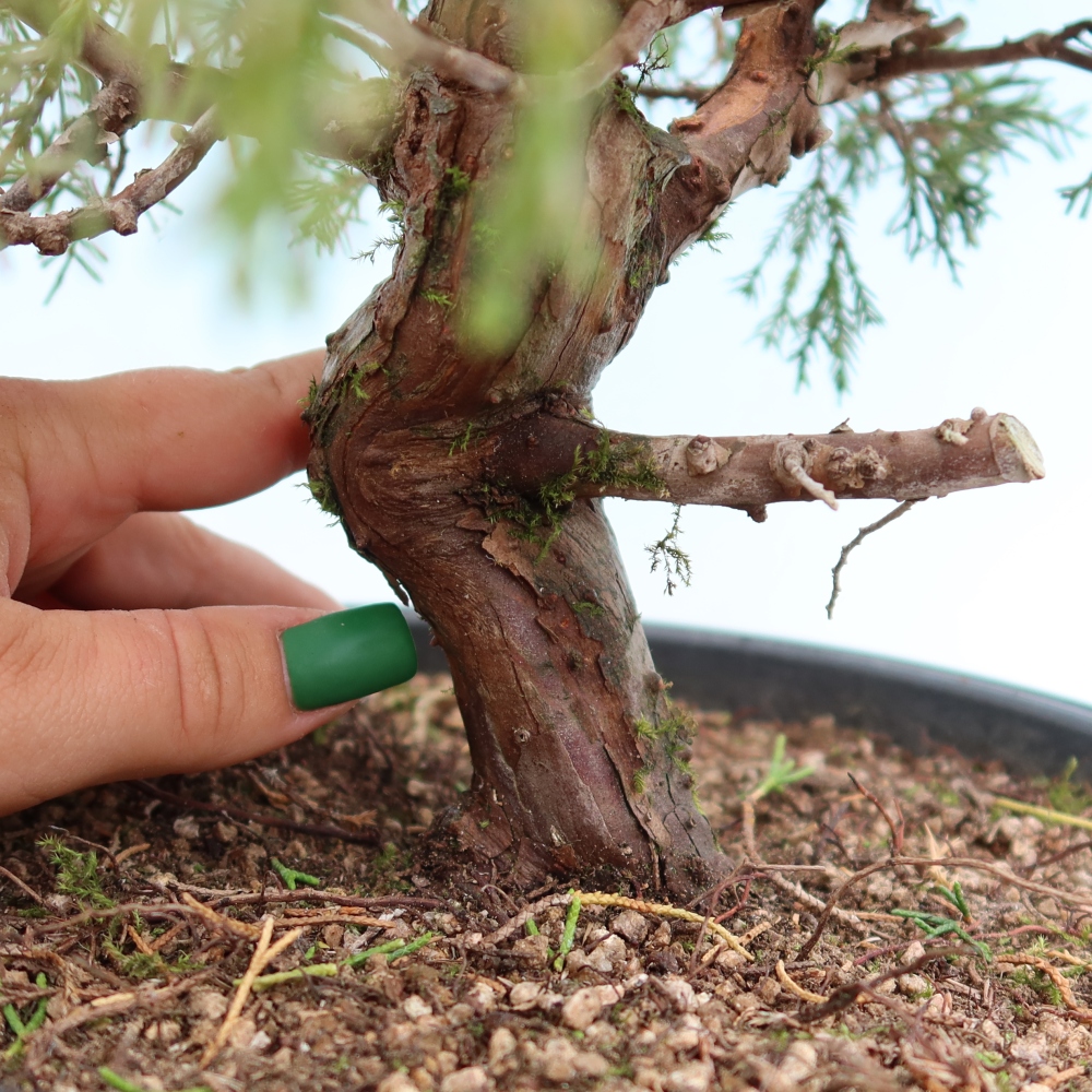 Kültéri bonsai - Juniperus chinensis Itoigawa-Juniperus chinensis