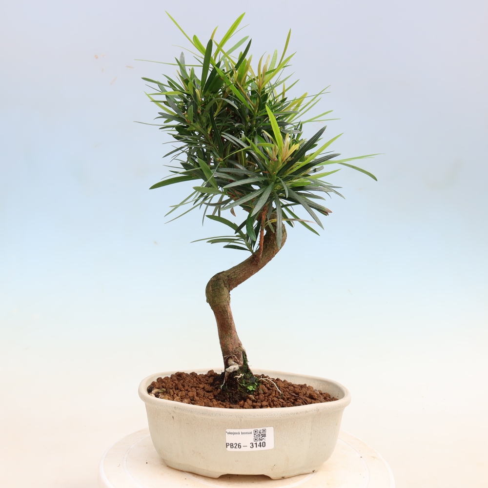 Szobai bonsai - Podocarpus - Kőtiszafa