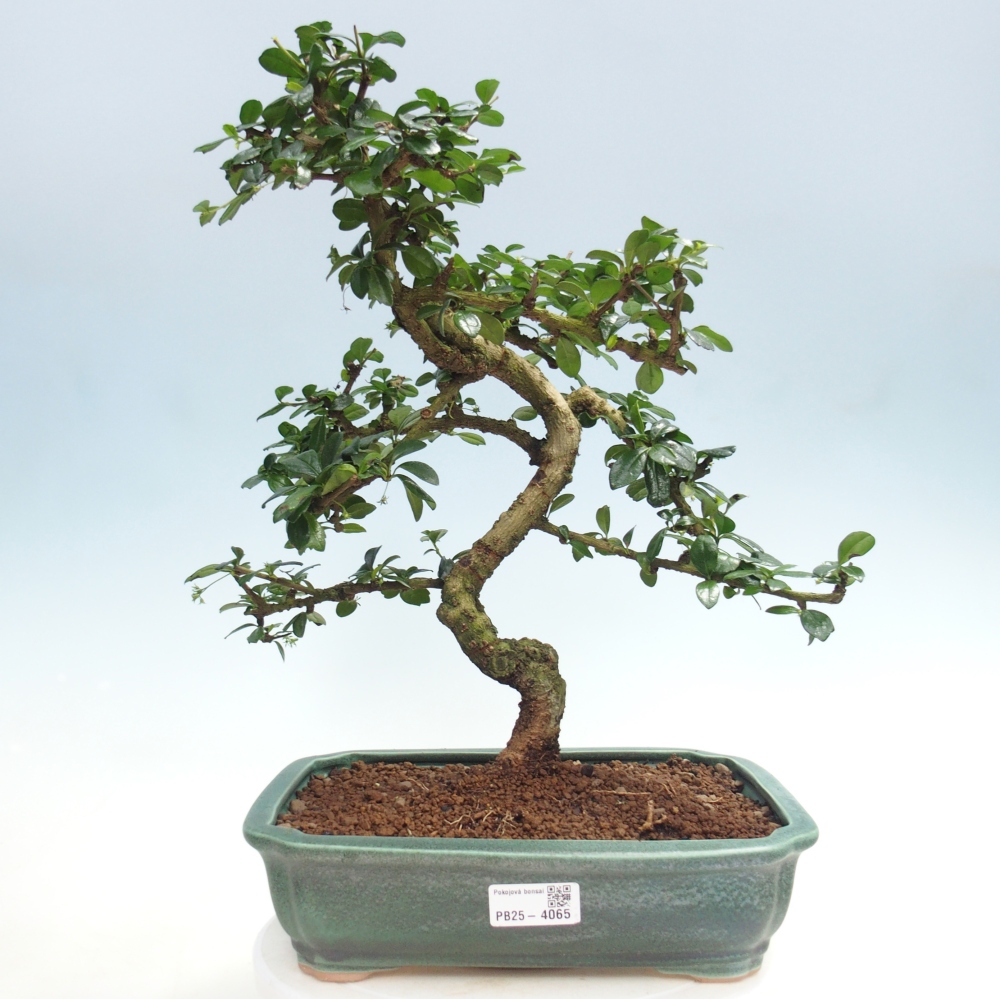 Szobai bonsai - Carmona macrophylla - Tea fuki
