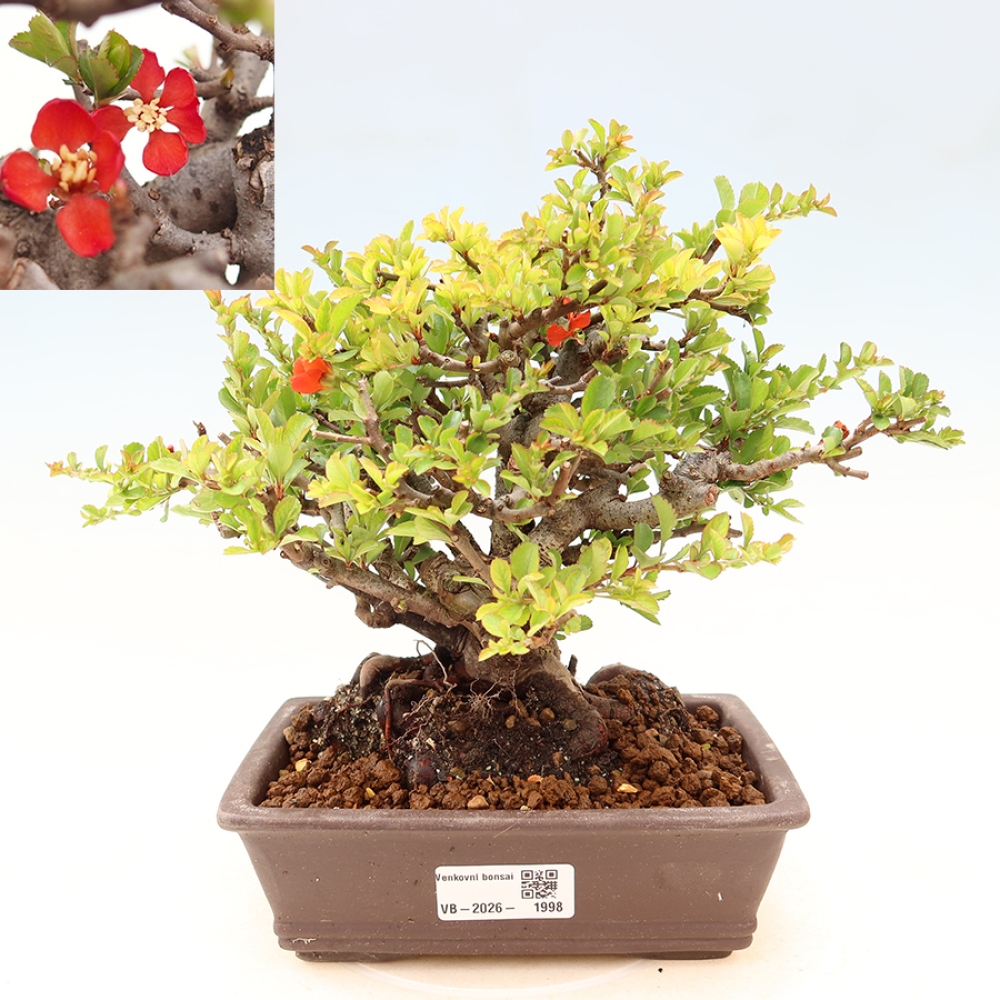 Kültéri bonsai - Chaneomeles speciosa Chojubai