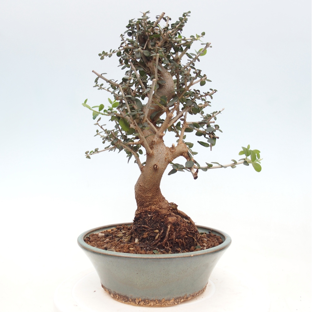 Beltéri bonsai - Olea europaea sylvestris