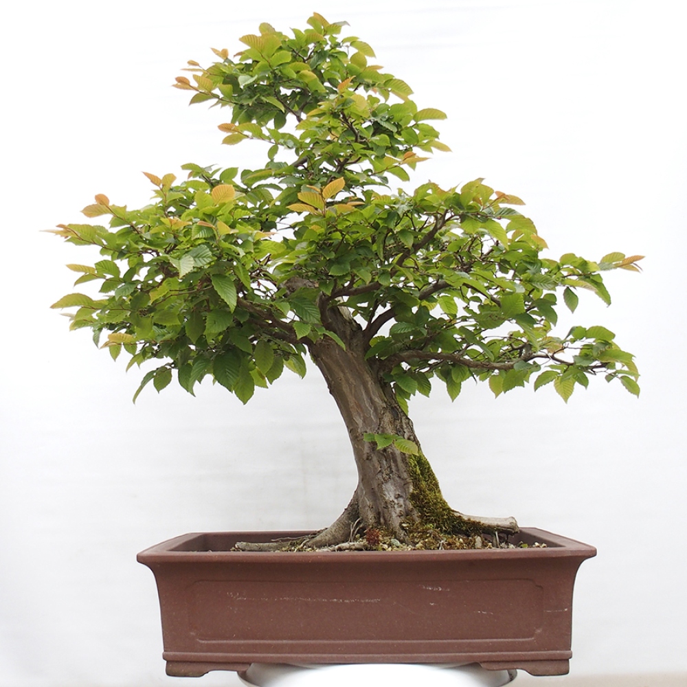 Kültéri bonsai - gyertyán - Carpinus betulus