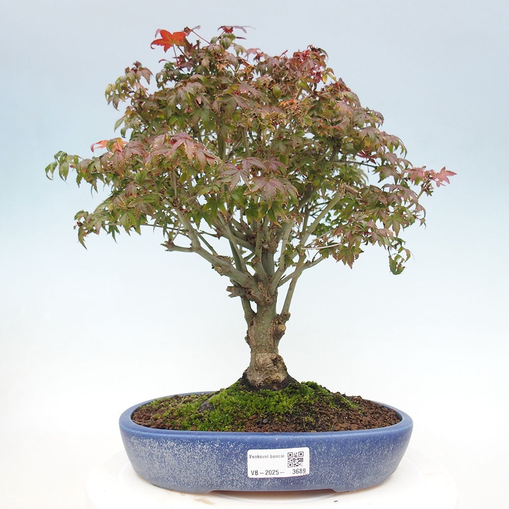 Acer palmatum KIOHIME - Pálma juhar