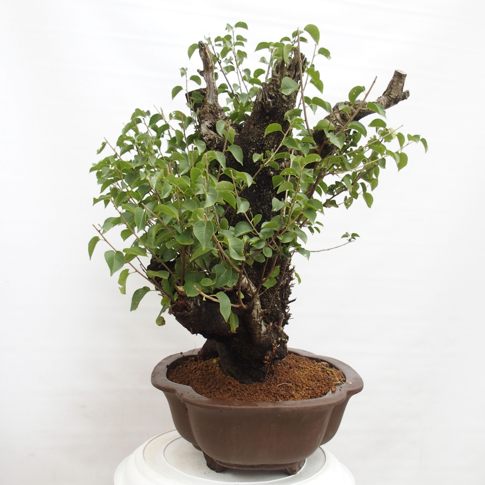 Kültéri bonsai - Mahalebka - Prunus mahaleb - Prunus mahaleb