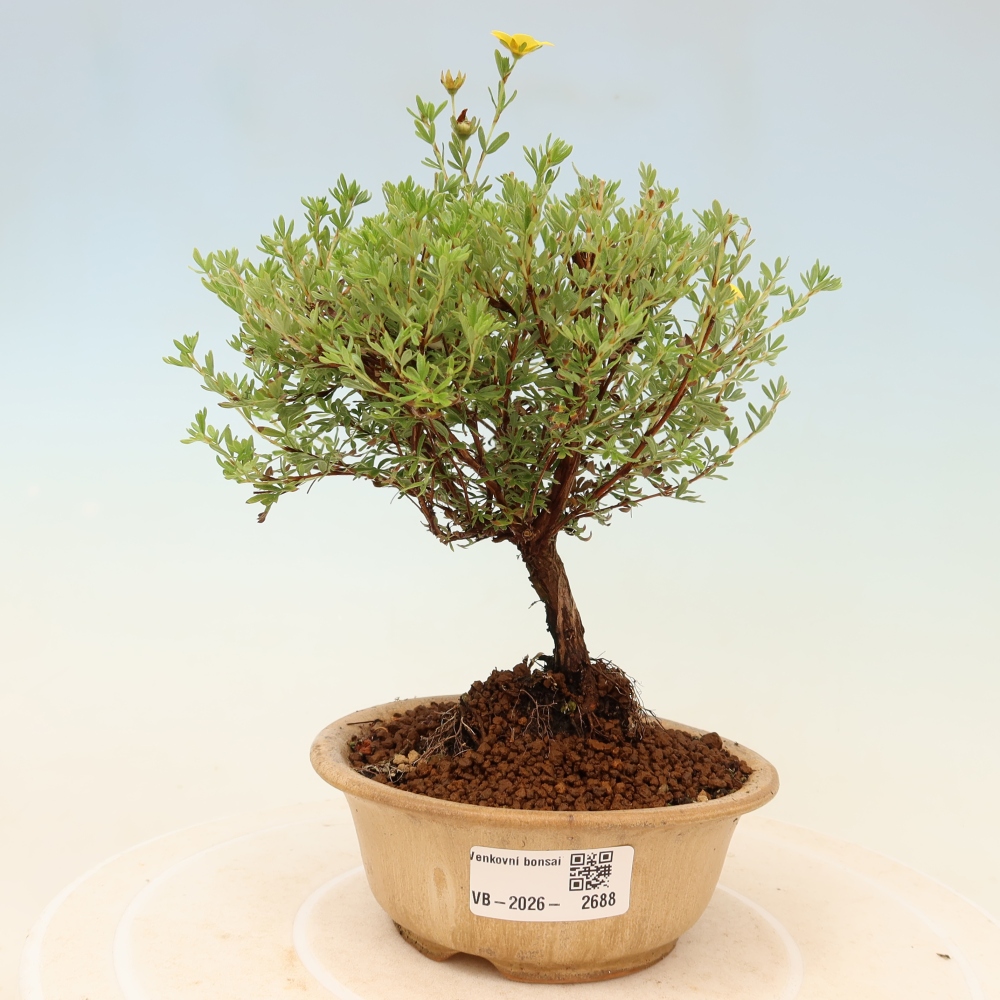 Kültéri bonsai – bokros potentilla – Potentilla fruticosa Goldkissen