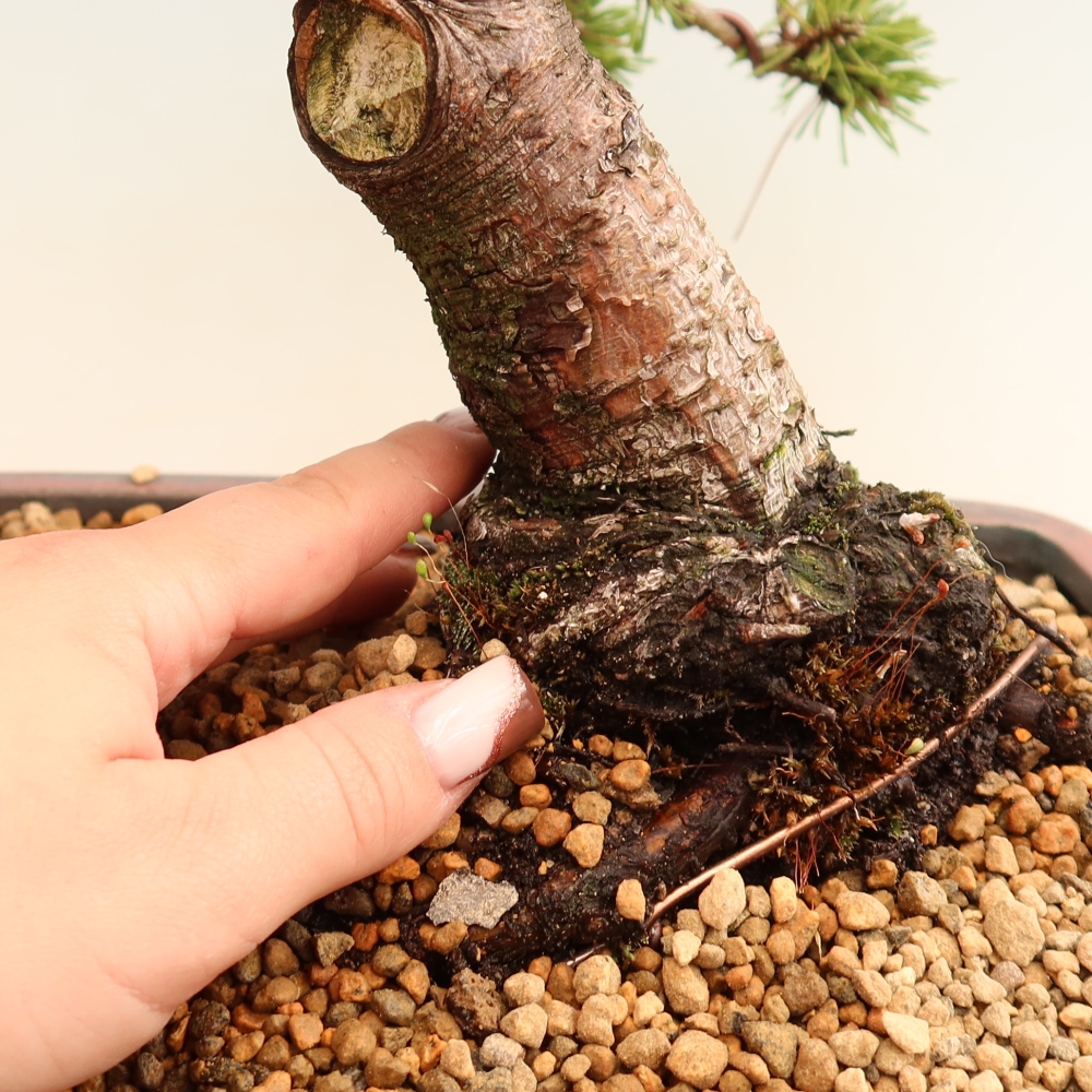 Kültéri bonsai – Pinus mugo Humpy – Törpefenyő