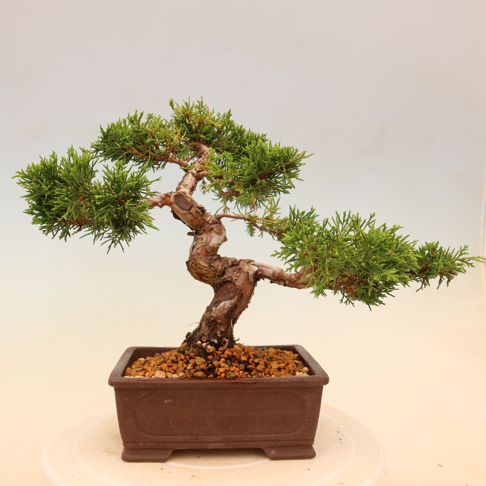 Kültéri bonsai - Juniperus chinensis Itoigawa